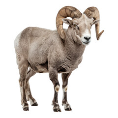 Horned sheep isolated on transparent background