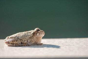 Gray treefrog catches sun on white surface