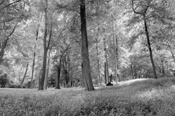 Summer forest with tall grass in monochrome