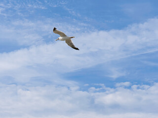 大空を飛ぶカモメ