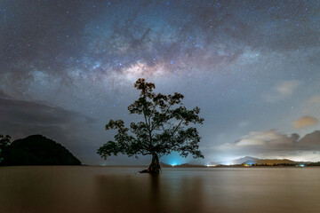 milky way with lonely tree 