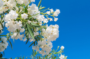 Nerium white oleander. White oleander flowers against the blue sky.