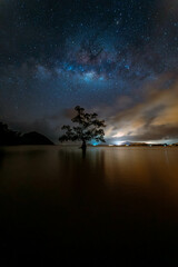 milky way with lonely tree 