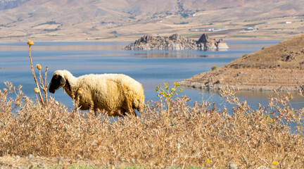 A Sheep is grazing at Keban dam lake, Tunceli for purpose of web and design use