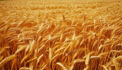 Fototapeta premium Golden wheat field economically vital wheat type