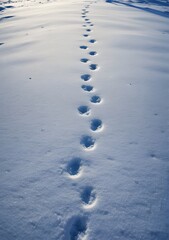 footprints in the snow