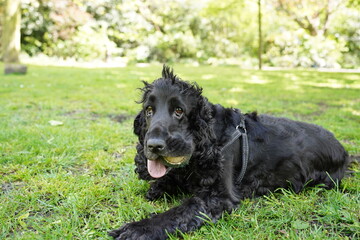 Fototapeta premium black dog on grass