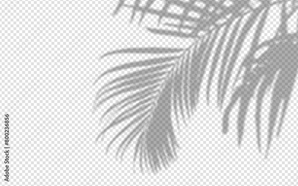 Wall mural shadow overlay from a palm tree branch isolated on a transparent background.
