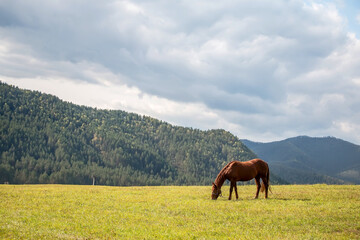 Red horse stands on a green field against the backdrop of green hills, agricultural landscape