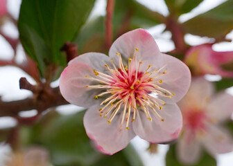Blooming Cherry Blossom Garden Vibrant Spring Blossom