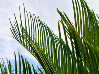 雫のあるソテツの葉っぱと青空