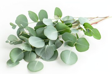 A bunch of eucalyptus leaves on a white background, with soft lighting,