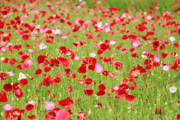 Fototapeta premium ポピー畑