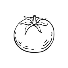 Tomato. Hand drawn vector illustration.