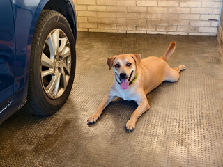 A front tire Rim showing visible damage and corrosion due to constant dog urine, with the culprit...