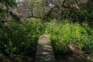 自然がそのまま残されたビオトープ　滋賀県大津市木ノ岡ビオトープ