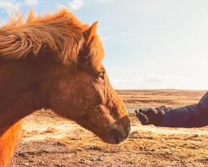 Close-up portrait of Icelandic horses on beautiful field. Beautiful mammals in valley against cloudy sky. Scenic view of landscape in northern Alpine region during sunset.