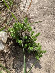  Sedum acre green plant at spring close up 