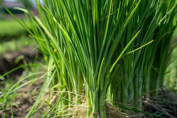 Lemongrass is commonly planted for its medicinal properties as well as for its use as a natural air freshener and mosquito repellent in home gardens