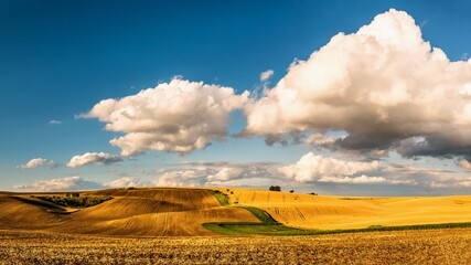 Panoramic photo of rolling fields of Moravian Tuscany in South Moravia with golden grain in the...