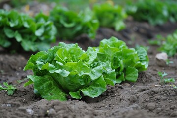 Lettuce in garden