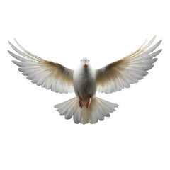 white dove in flight / flying towards, front view, isolated on white transparent background, PNG