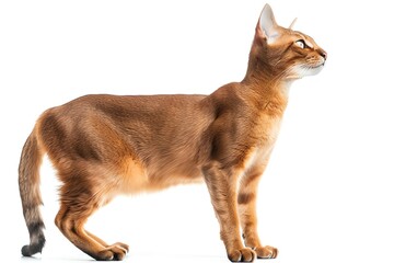 Abyssinian cat, agile Abyssinian clipart, isolated on white background