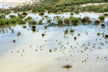 Cows Grazing on the Shores of Lake Bafa, Aydin Province, Turkey