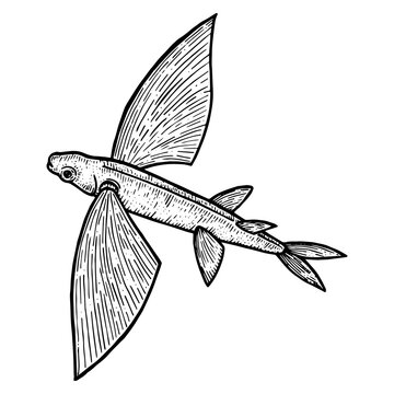 recommend clip art: Flying fish animal sketch engraving PNG illustration. Scratch board style imitation. Black and white hand drawn image.