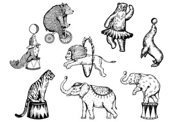 Retro circus animals performance set r sketch PNG illustration. Old hand drawn engraving imitation. Human and animals vintage drawings © Oleksandr Pokusai