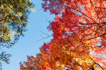 真っ赤に燃えるような紅葉　　滋賀県大津市皇子が丘公園
