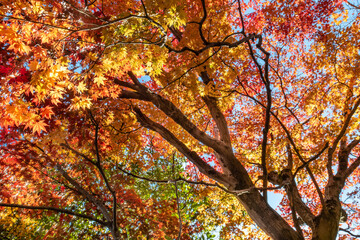 真っ赤に燃えるような紅葉　　滋賀県大津市皇子が丘公園