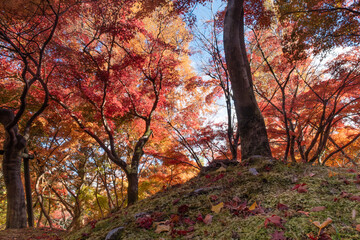 真っ赤に燃えるような紅葉　　滋賀県大津市皇子が丘公園