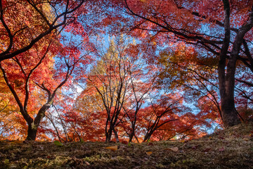 真っ赤に燃えるような紅葉　　滋賀県大津市皇子が丘公園