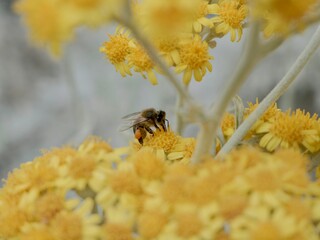 Bees on flowers of dusty miller or silver ragwort (Jacobaea maritima formerly Senecio cineraria), Spain