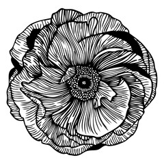 Vector editable poster with beautiful flower poppy in lined art