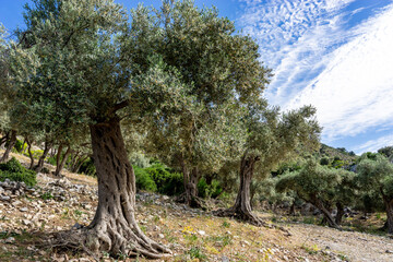 Olive Tree Plantation on Rocky Terrain in Lake Bafa.