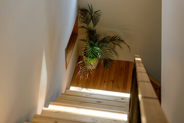 自然光が差し込む階段、住宅、観葉植物、インテリア