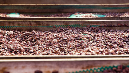multiple drying chuncho cacao beans