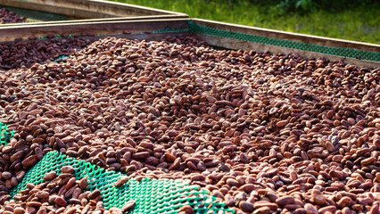 Chuncho Cacao beans drying open air - Cusco Quillabamba