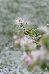 Snow on the cherry blossoms on the tree.