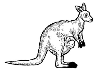 Kangaroo with human baby in kangaroo pouch sketch engraving PNG illustration. Scratch board style imitation. Black and white hand drawn image.