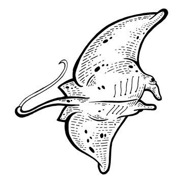 recommend clip art: Batoidea stingray sea animal sketch engraving PNG illustration. Scratch board style imitation. Black and white hand drawn image.