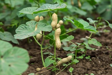 Fototapeta premium One young peanut plant in the garden