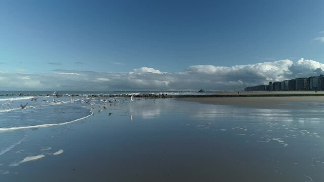 Flock of seagulls flying over the North Sea shore in the coastal town of Blankenberge, Belgium
