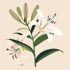 Elegant blooming lilies with buds, cut out