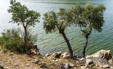Olive Tree Plantation on Rocky Terrain in Lake Bafa.