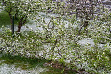 Snow covered apple trees with green leaves.