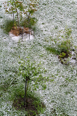 Snowy gooseberry and lawn in the garden.
