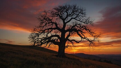 lone oak tree silhouetted at sunset on hillside with hills in the background